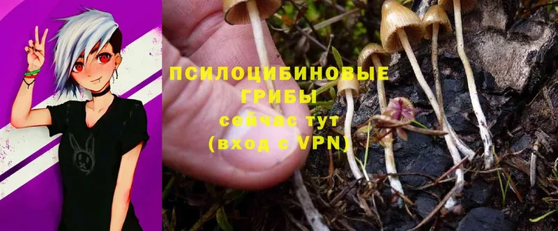 хочу   Гвардейск  Псилоцибиновые грибы Magic Shrooms 